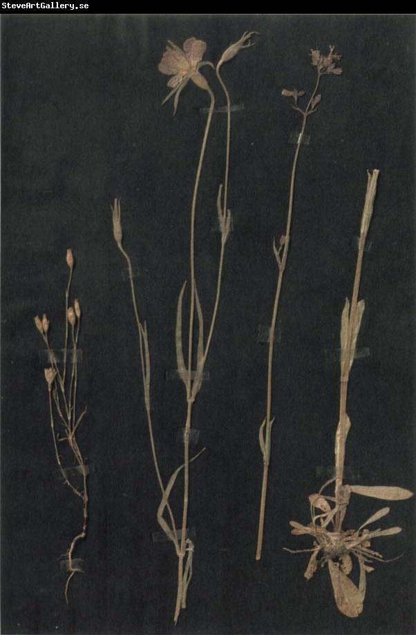 Paul Klee Herbarium